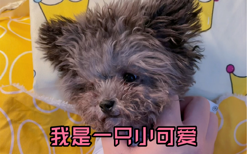 今天抓到了一只小可爱,嘿嘿嘿!