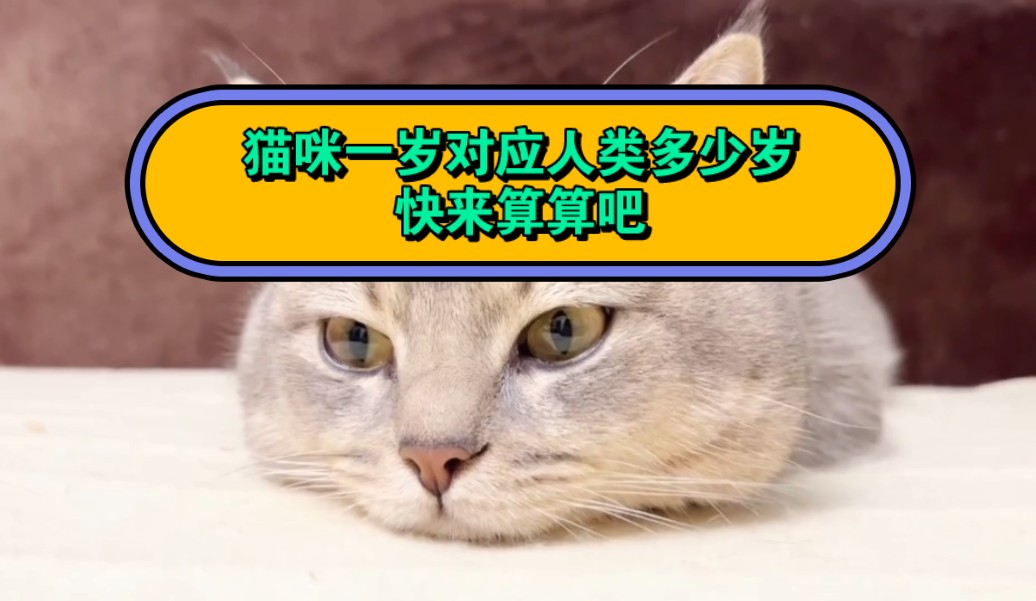 猫咪一岁对应人类多少岁?快来算算吧哔哩哔哩bilibili