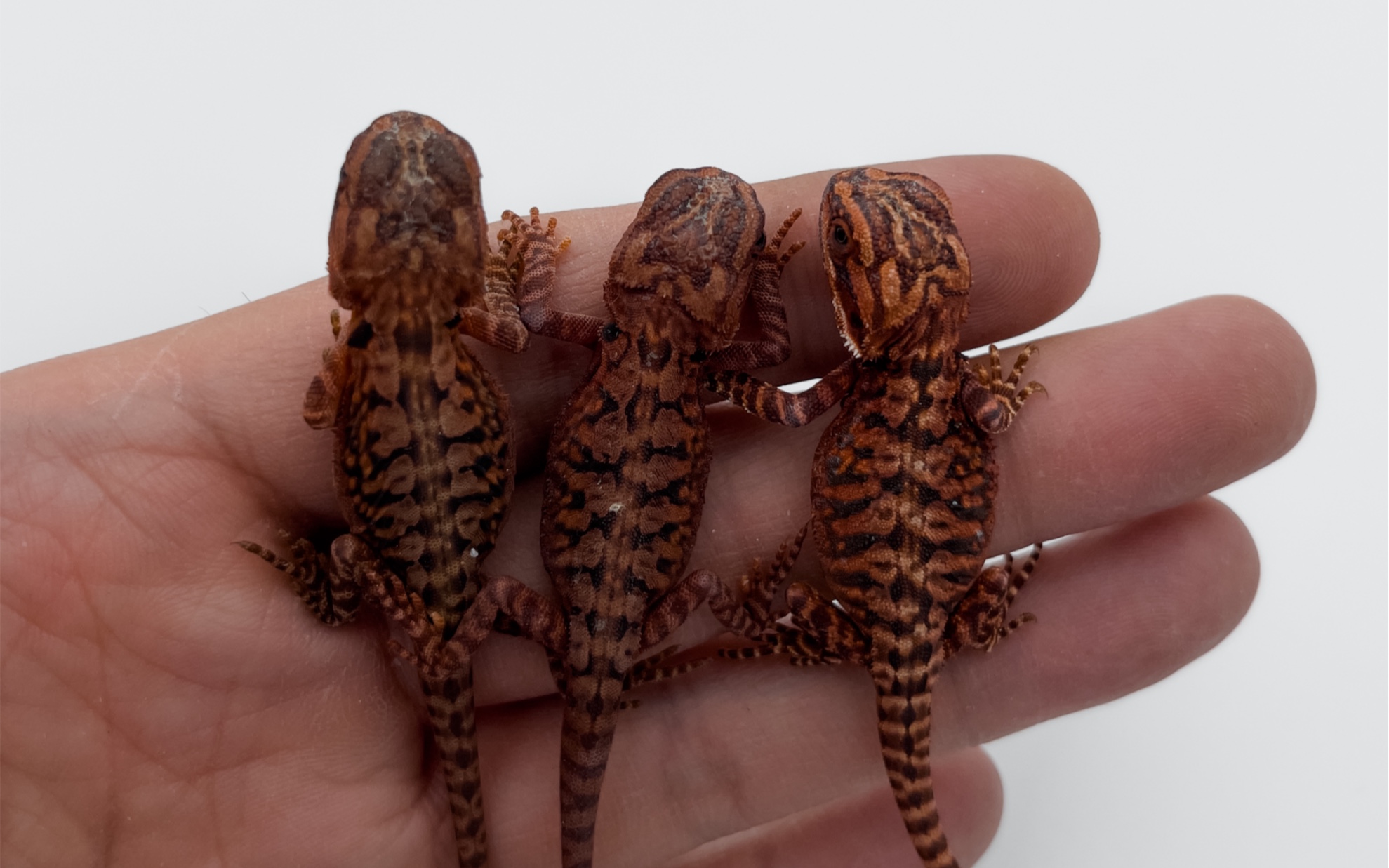 活动作品bld2022年鬃狮蜥头苗现接受预定