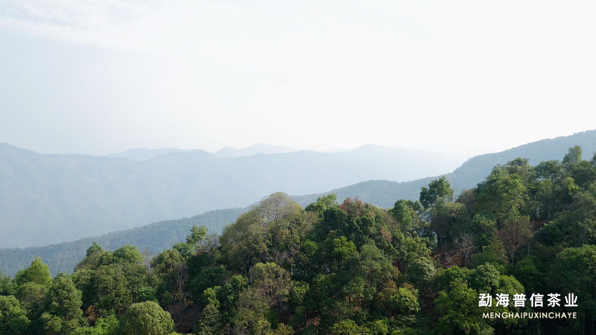 曼夕，深邃而神秘的高杆古茶园，世界茶树起源地