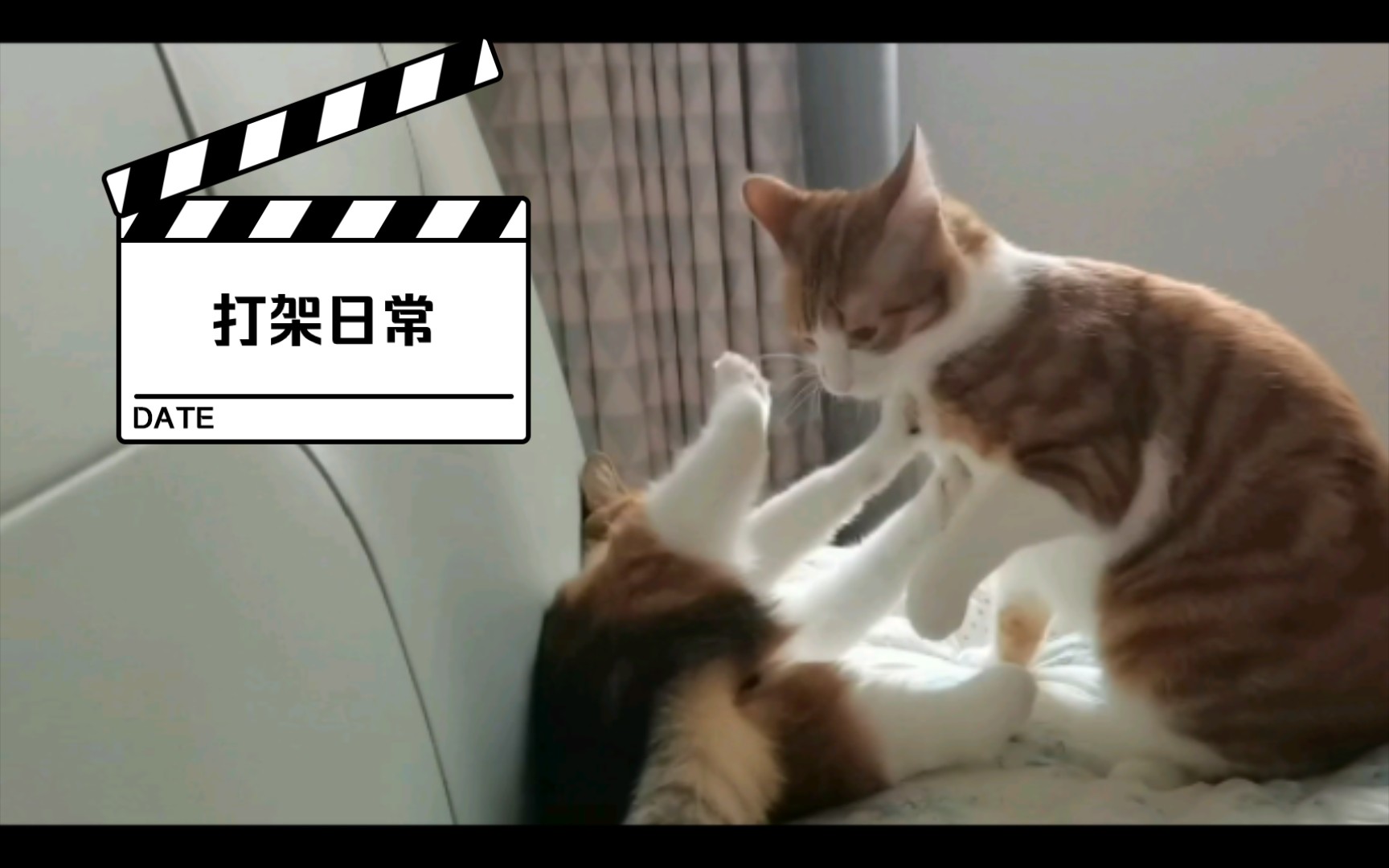 喂!你们能不能不要打架了啦!