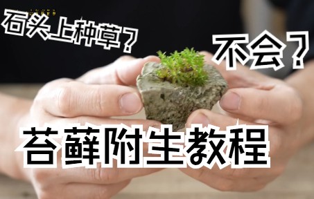 苔藓在石头的附生方法哔哩哔哩bilibili