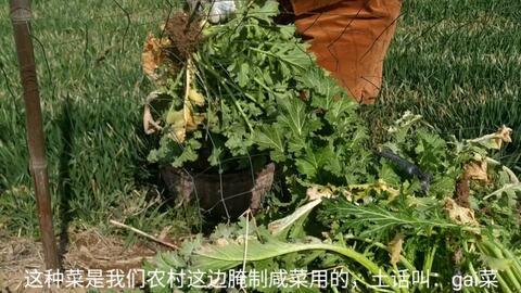 农村春季有一种野菜叫白花菜 摘回来打汤 有清热解毒之功效 哔哩哔哩 Bilibili