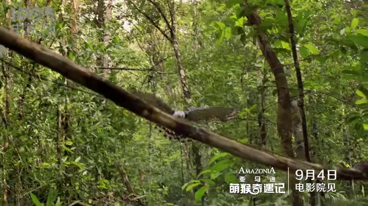 [图]《萌猴奇遇记》剧情预告 萌猴意外空难落丛林求生