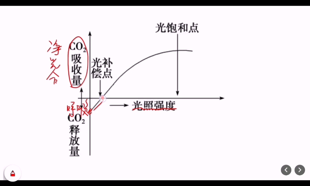 阴生和阳生植物—高中生物必修一哔哩哔哩bilibili