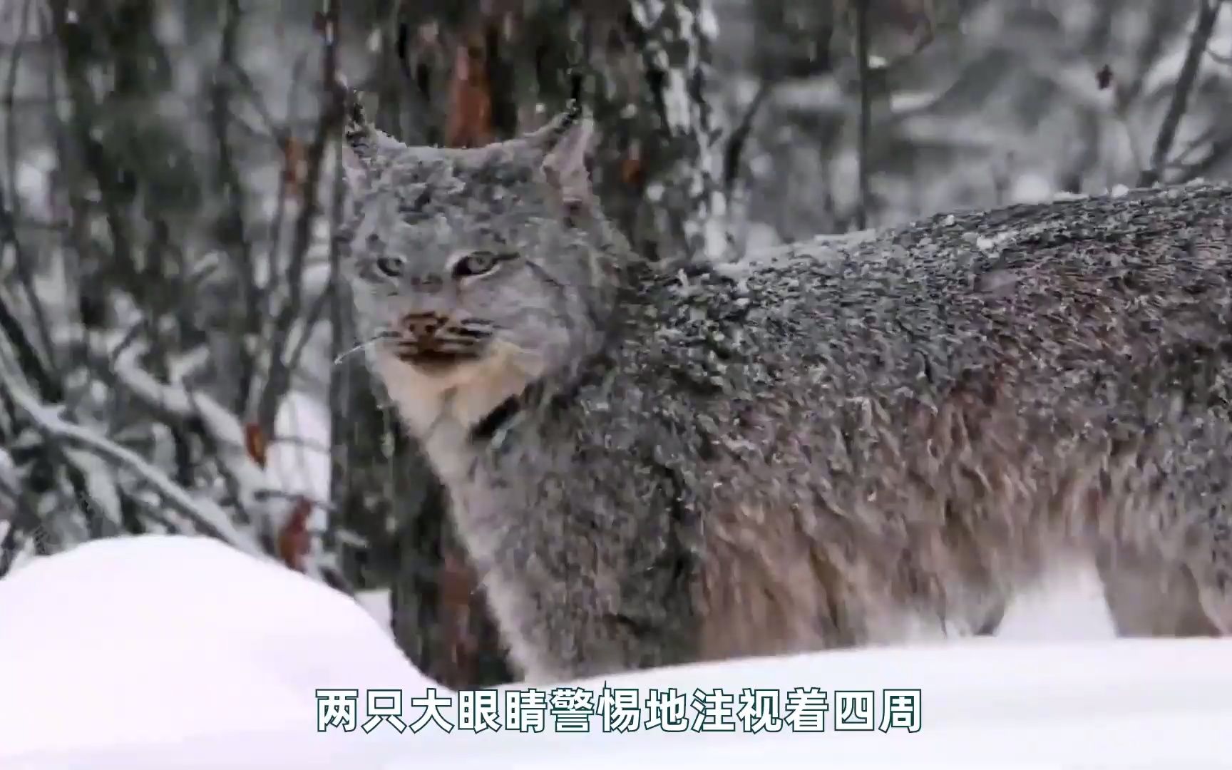 “狼猫”专杀狼崽，差点把狼杀到断子绝孙！却在人类手上栽跟头_哔哩哔哩_bilibili