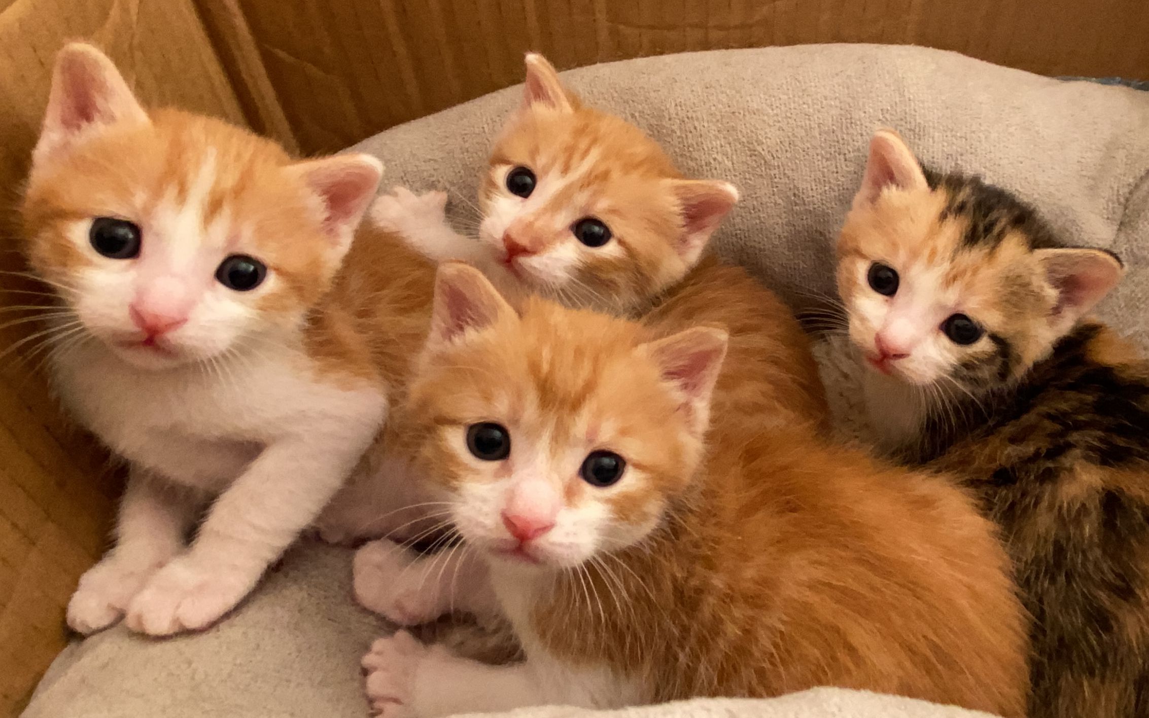 带你三分钟了解小猫是如何从刚出生到活蹦乱跳母爱是如此伟大