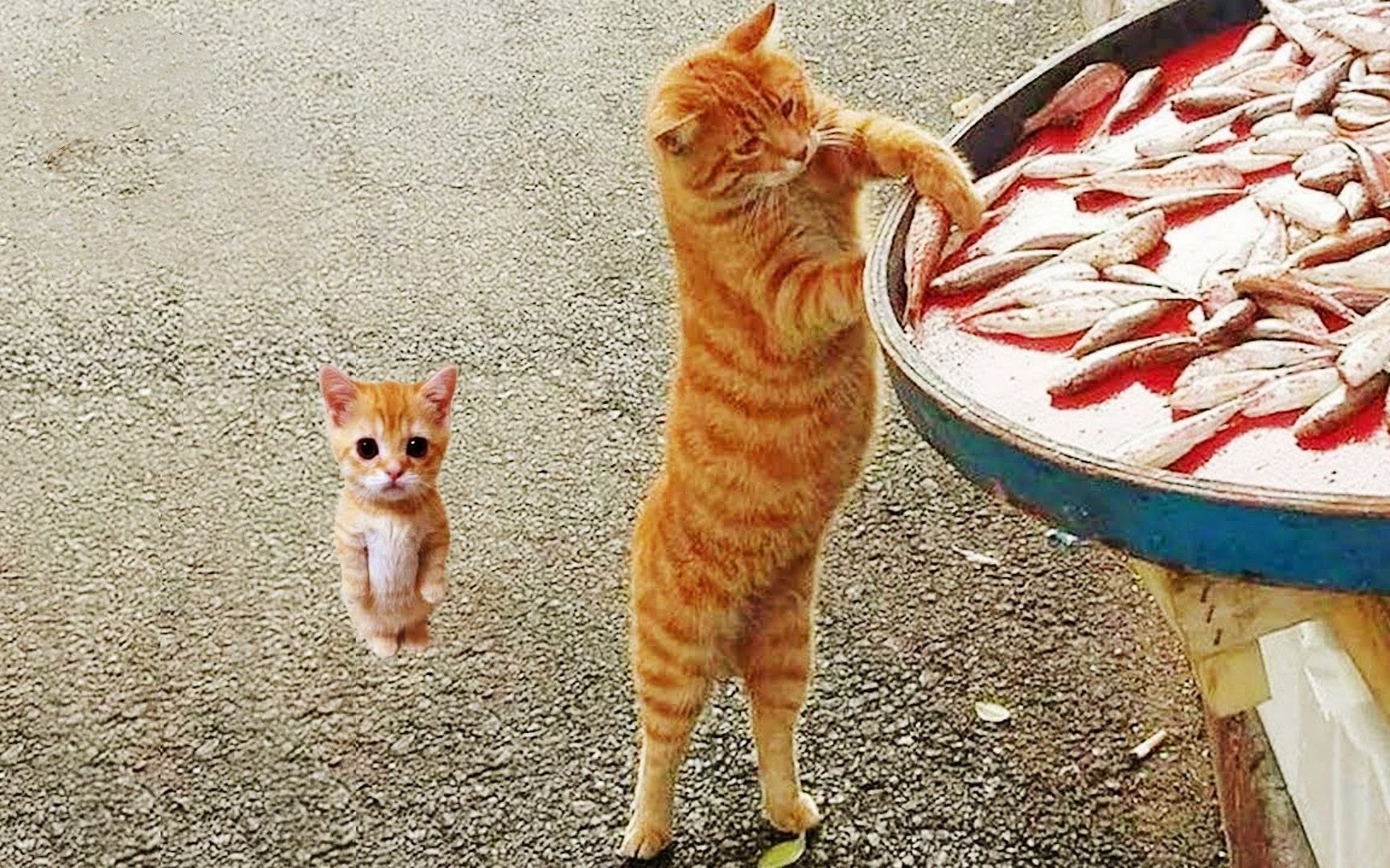 搞笑萌宠:盘点全网最闹腾好玩的小猫咪,同款小可爱你家也有吗?