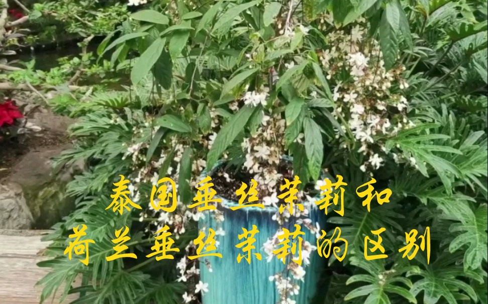 两种垂丝茉莉的区别哔哩哔哩bilibili