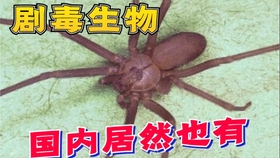 六眼沙蛛 毒性最強之一的蜘蛛 毒牙卻這麽小 ಡwಡ Hiahiahia 哔哩哔哩 つロ干杯 Bilibili 六眼沙蛛 毒性最強之一的蜘蛛 毒牙卻這麽小 ಡwಡ Hiahiahia 哔哩哔哩 つロ干杯 Bilibili