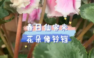 Download Video: 这个仙客来这几天刚刚开始绽放的花朵的花型好像小铃铛，治愈了我。