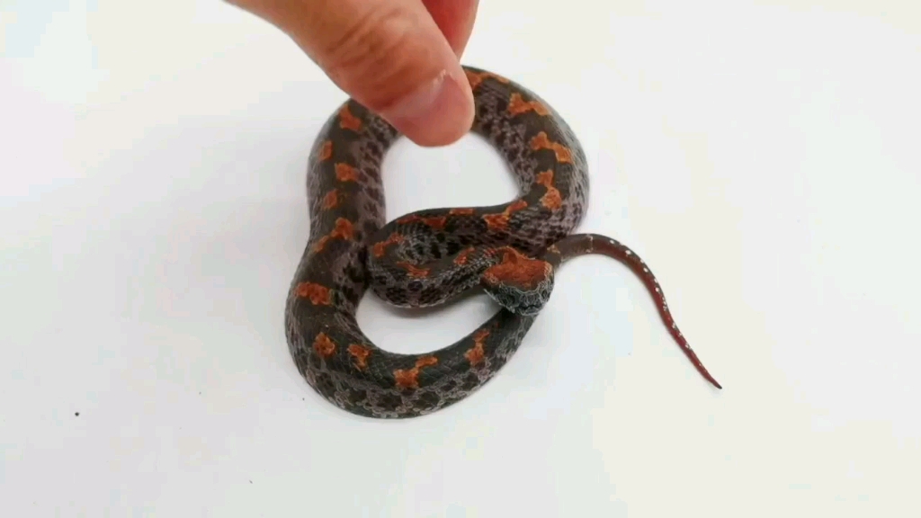 华东山烙铁头蛇欣赏_哔哩哔哩_bilibili