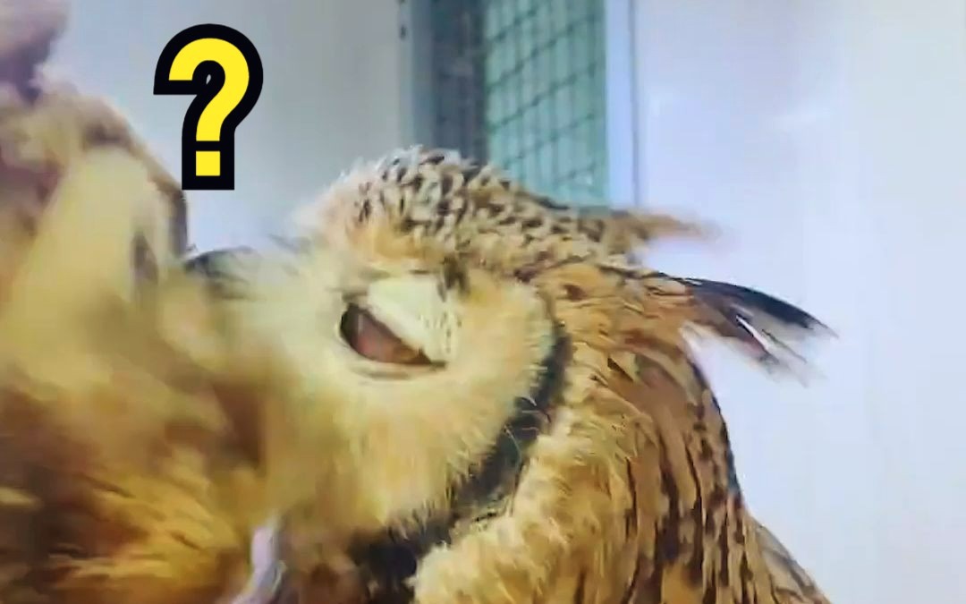 鹰,鹰哥你不要啊