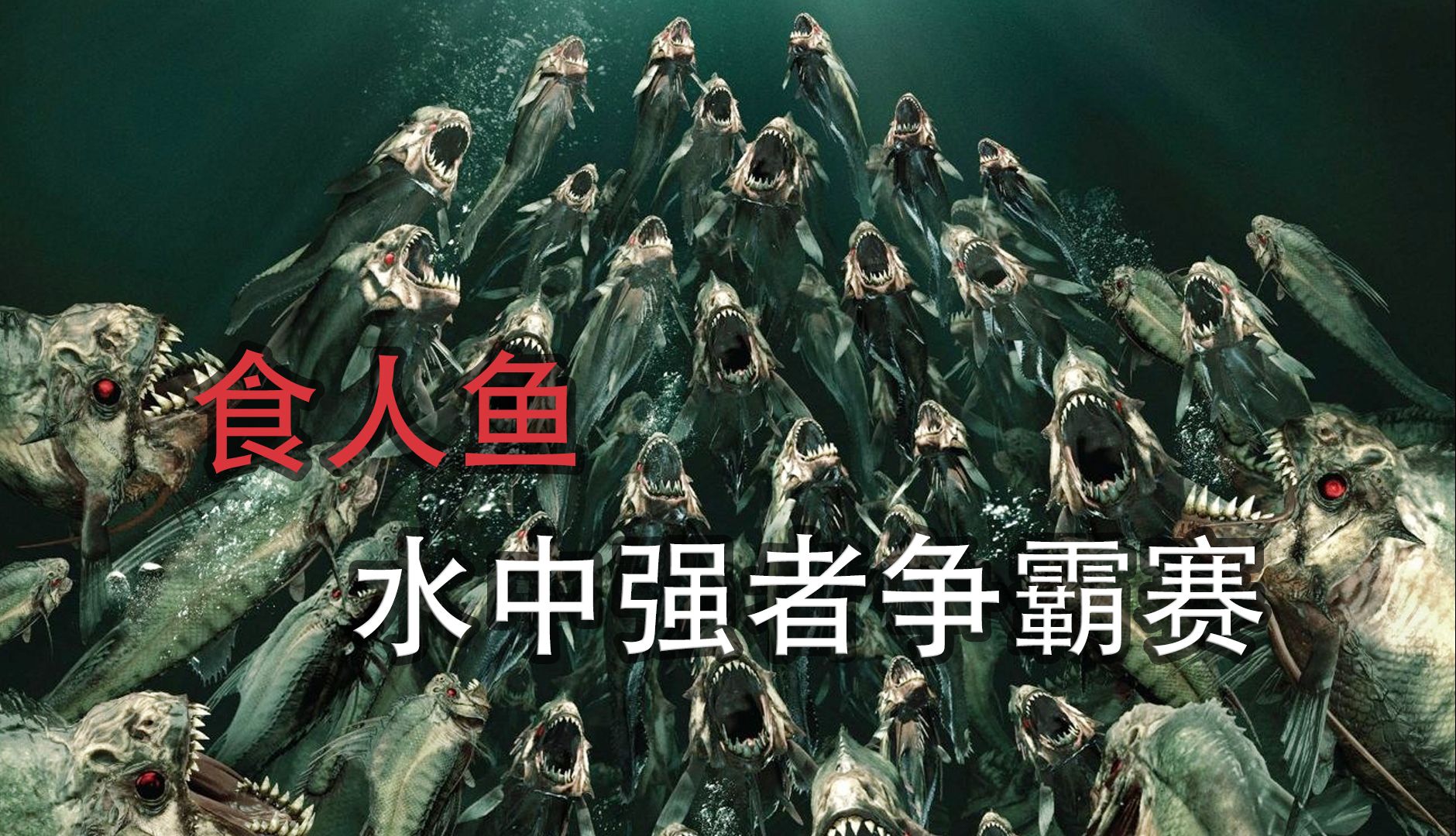 食人鱼:水中争霸赛开启,强者之位花落谁家?