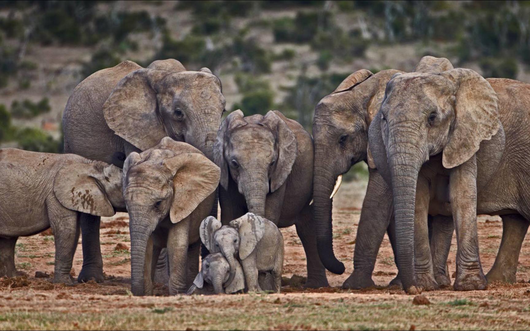 非洲大象(08 james hager/offset)