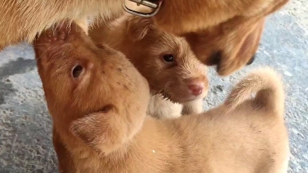 狗爸爸带崽