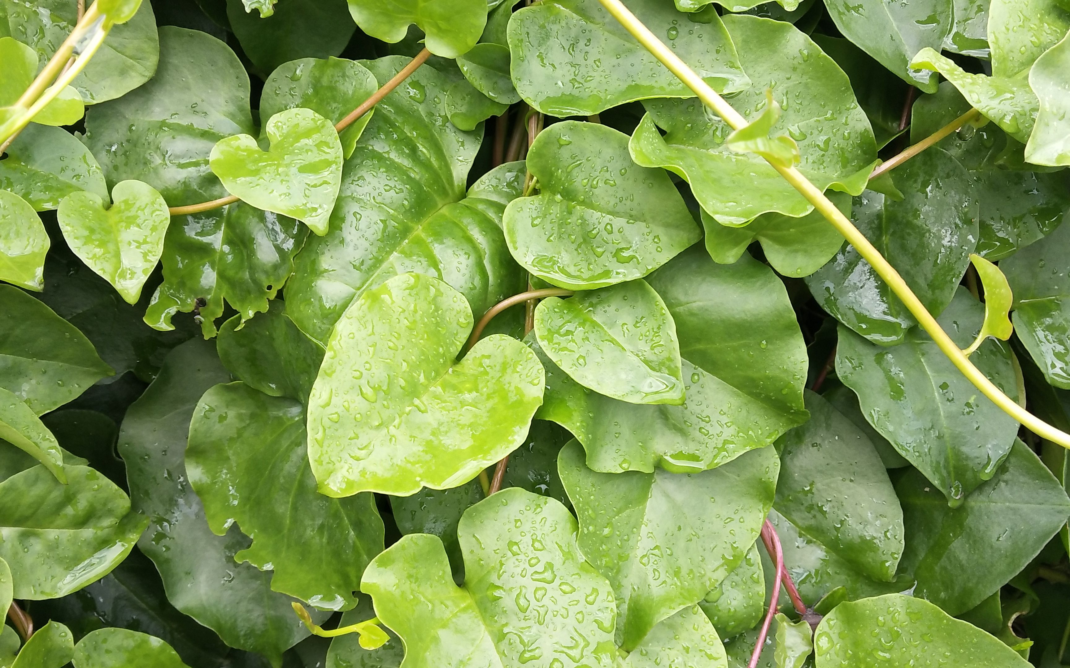 三七叶子的功效(三七叶子:舒缓神经,降压降脂的天然良药)