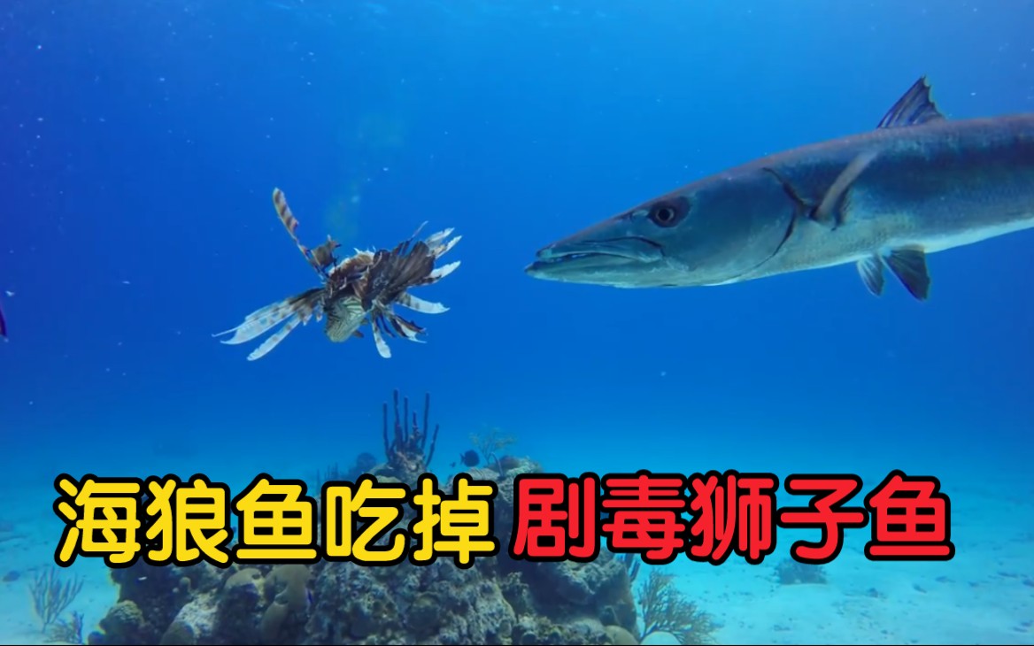 海狼魚吃掉劇毒獅子魚難道不怕被分泌的毒液毒s嗎