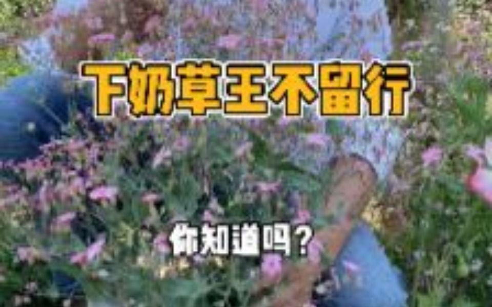 下奶草王不留行你知道吗?哔哩哔哩bilibili