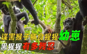 Download Video: 黑猩猩捕食猴子，吃掉银背猩猩幼崽，灵长类动物有多残忍？