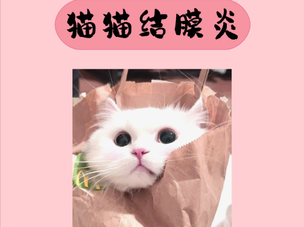 猫猫结膜炎病症小知识哔哩哔哩bilibili