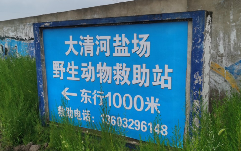 这么好奇野生动物救助站里有什么?