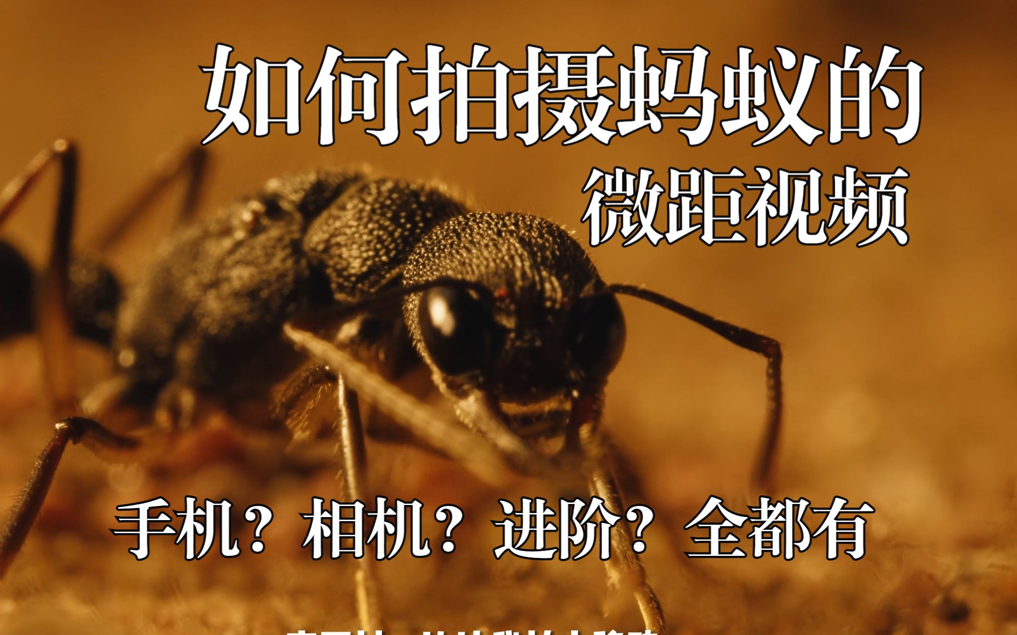 怎么拍摄出惊艳的微距大片?从手机一步步进阶!