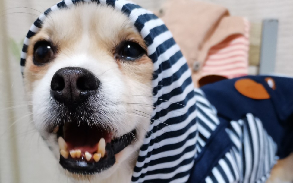 地包天小土狗的日常生活碎片