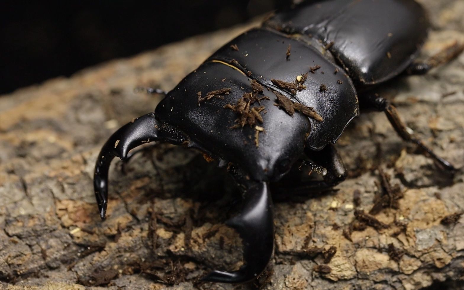 【牛头扁锹形虫】青春牛头少年不会梦到怀春美少女