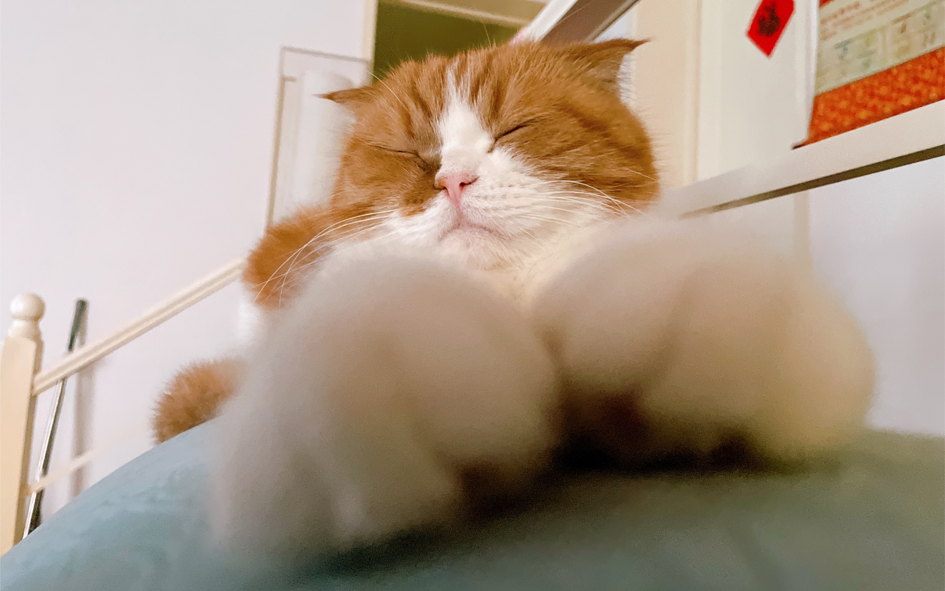 【皮皮葵】躺平吃手手最拿手6161 78(65