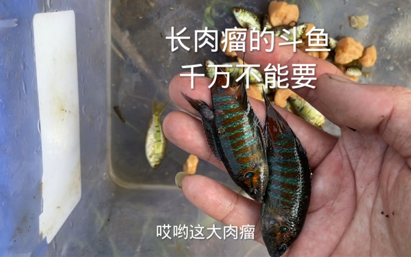 来野塘放笼抓小鲃,水质太肥了,抓了几条斗鱼会长肉瘤的_哔哩哔哩_bili