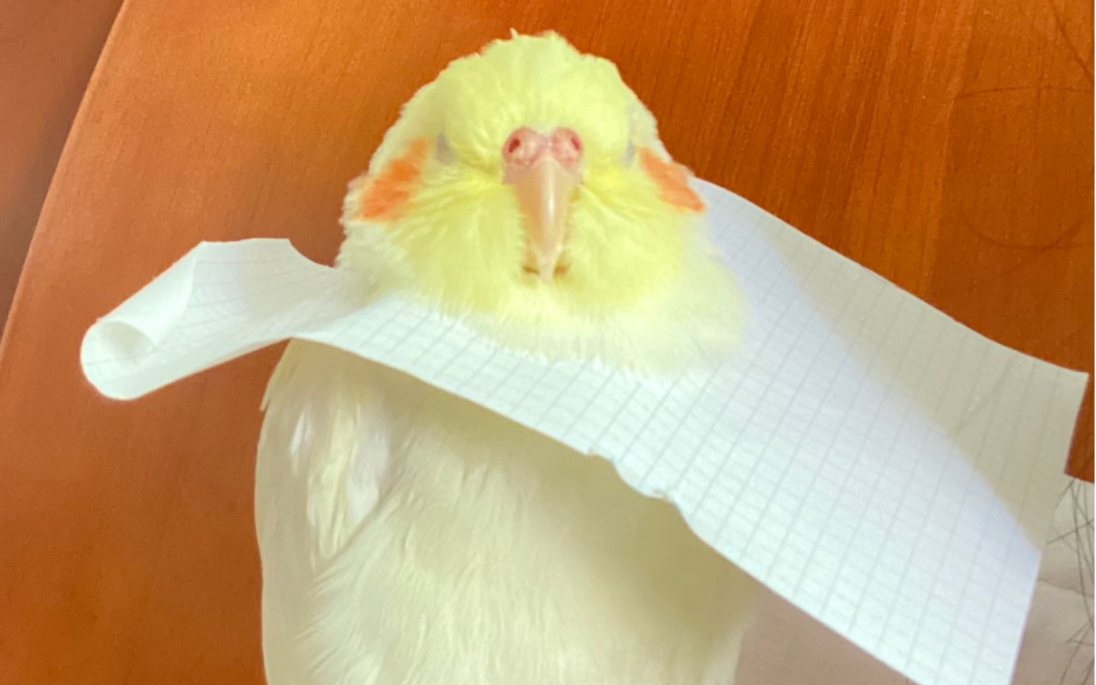 玄凤鹦鹉之 唯一能接受的自制伊丽莎白圈_哔哩哔哩_bilibili