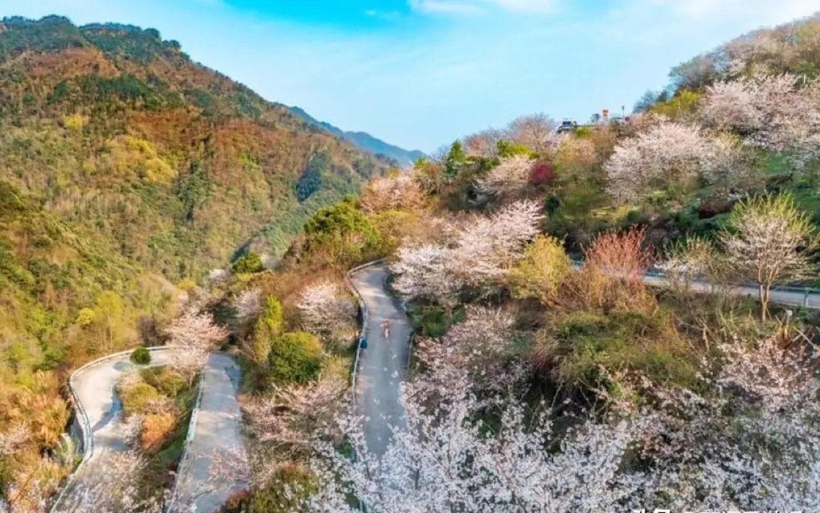 宁波奉化发夹公路樱花齐放,再次火成了网红打卡点,游玩需谨慎哔哩哔哩bilibili