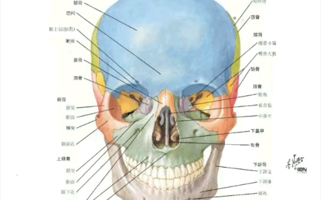 奈特人体解剖学图谱,喜欢生物的人可以看一下(以后会陆续更新)哔哩哔哩bilibili