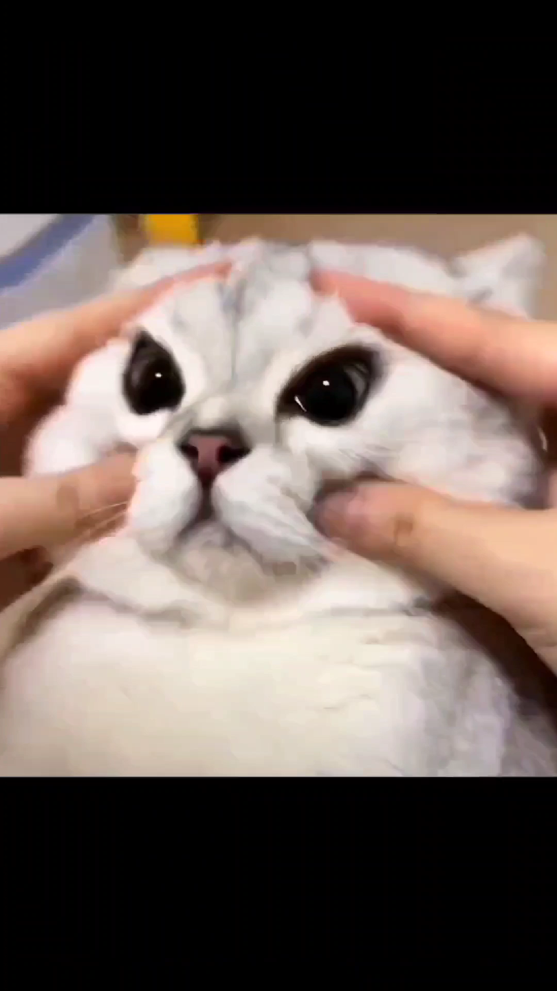 给没养过开眼猫的各位开开眼