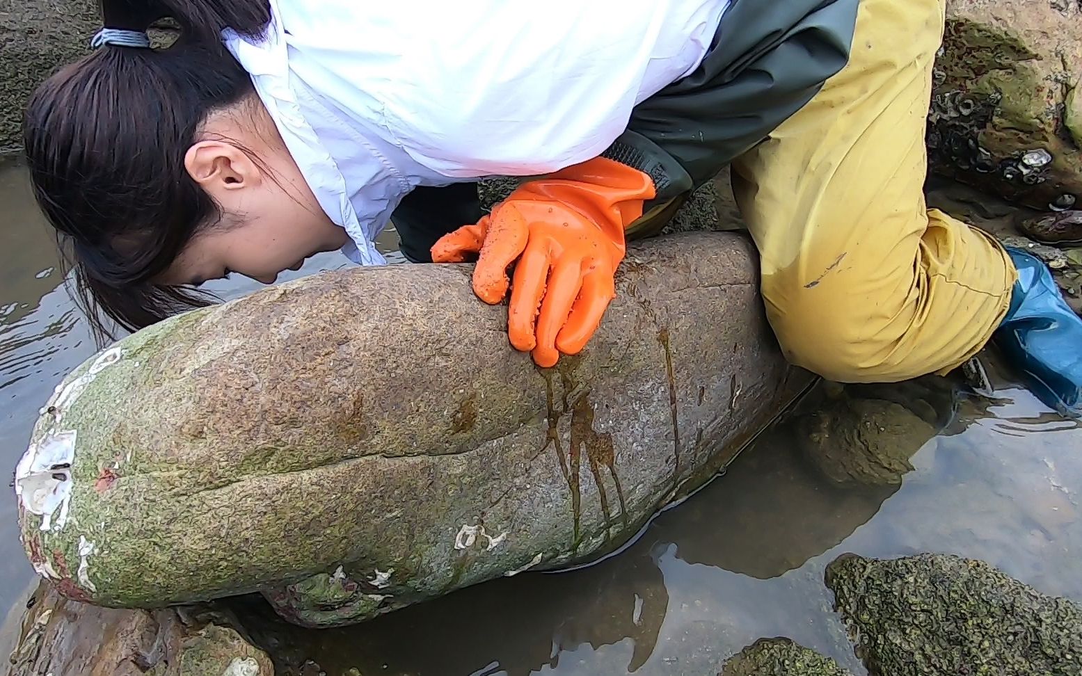岛上赶海就是爽猪猪接连抓到值钱大货被巨浪打湿也值了