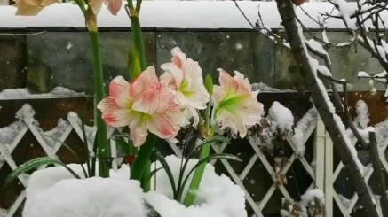 [图]雪中朱顶红爱神