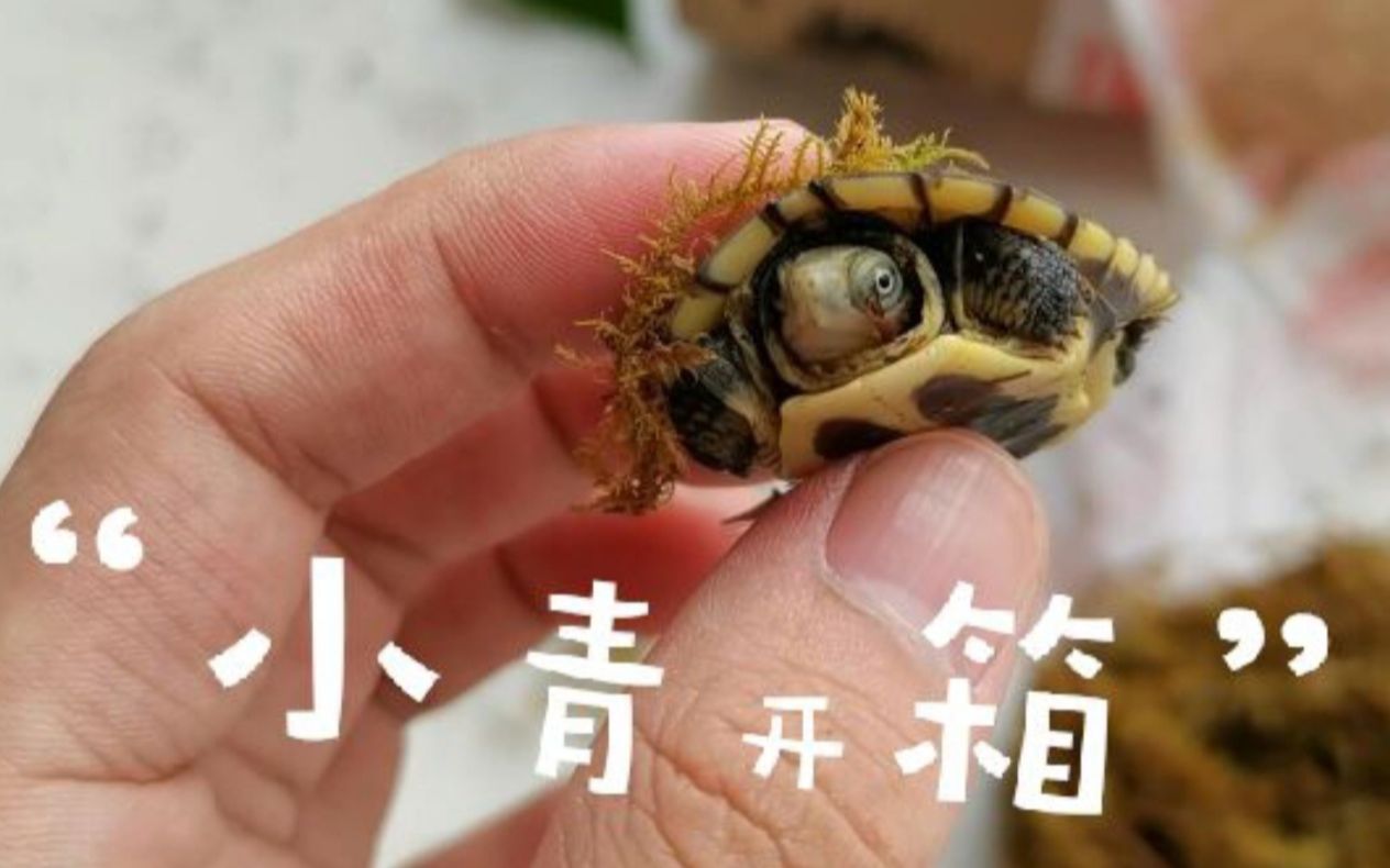 开箱北喉小青眼睛像日环食一样深邃的龟龟