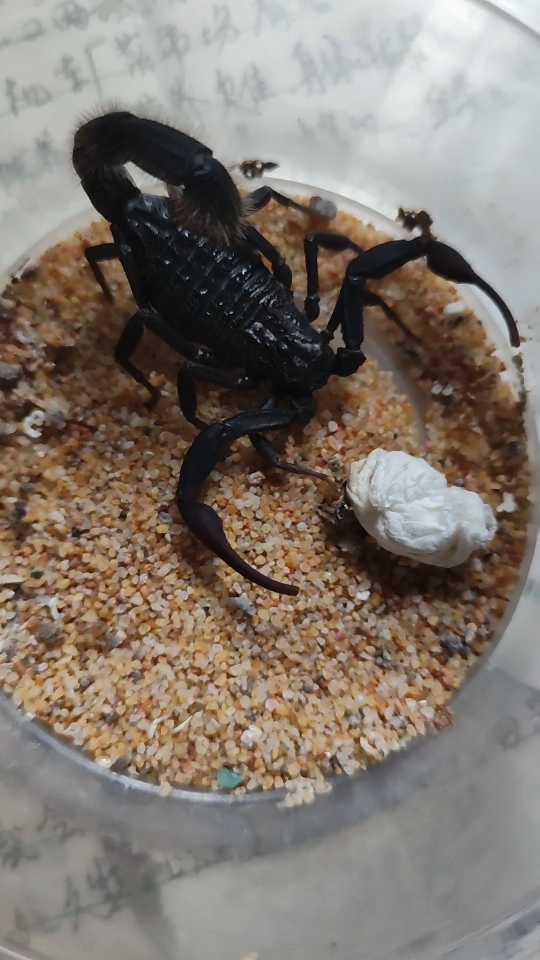 摩洛哥绒毛黑鳄背蝎_哔哩哔哩_bilibili