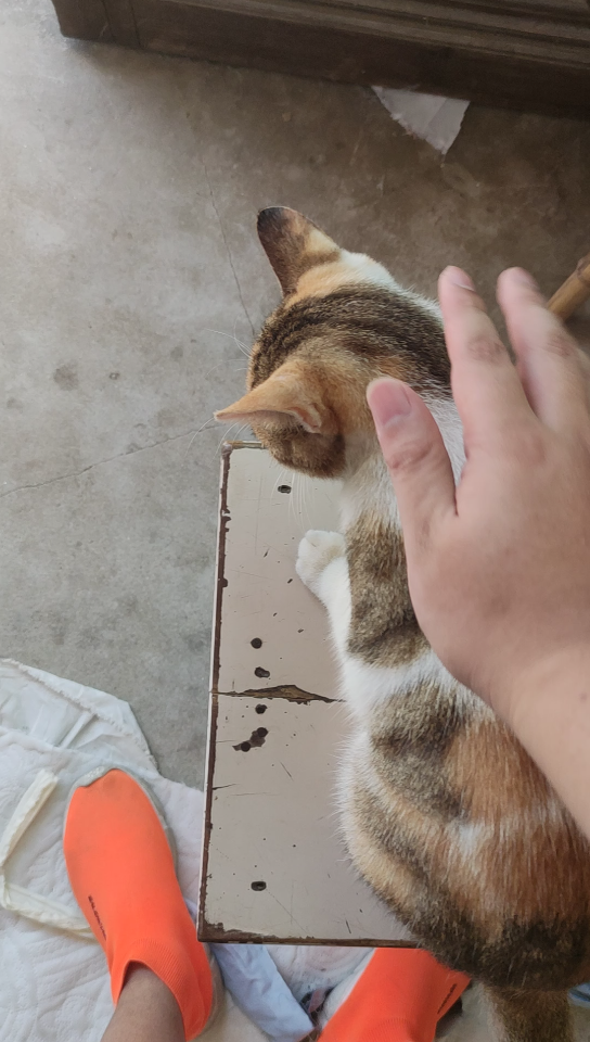 云养猫家猫(六)全国统一的唤猫方式