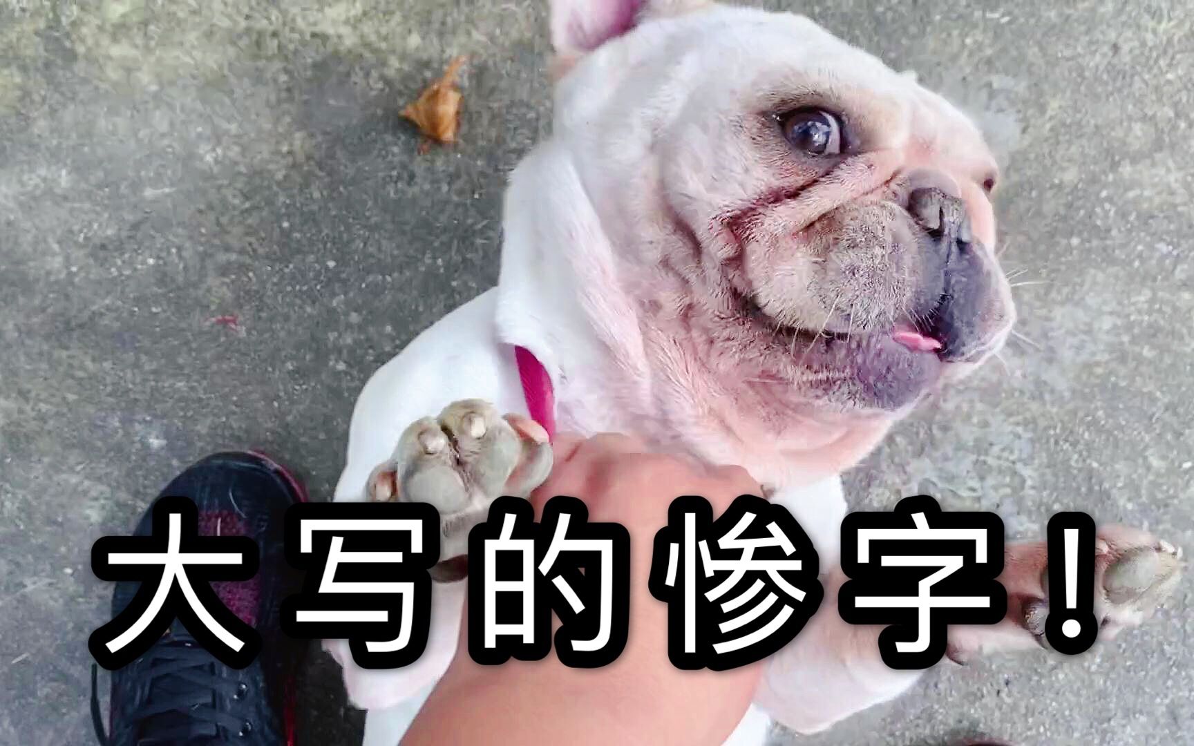 還有比白色法鬥更慘的狗嗎?被惠比特犬欺負外,還被自己兒子揍了