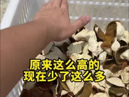 Video herunterladen: 我这框陈皮，天然就少了一小半 哈哈