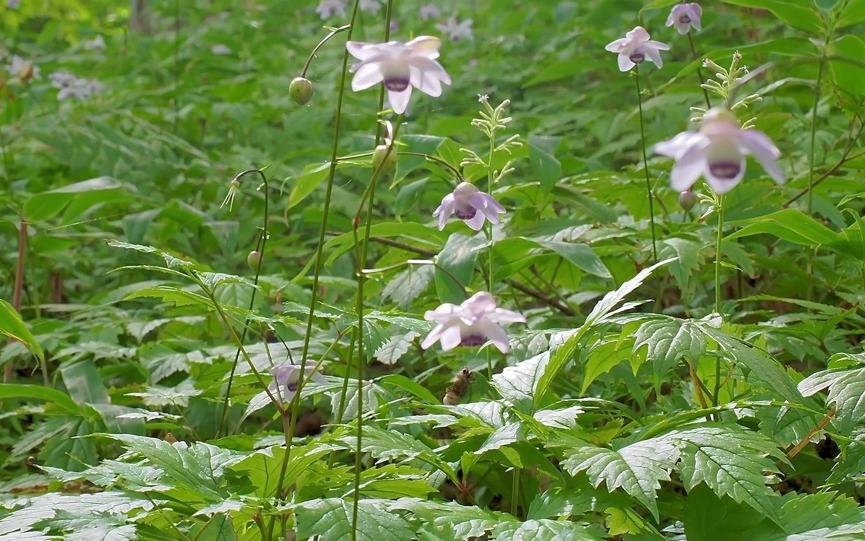 莲花升麻实物展示出售种子贴具体信息见视频下方简介