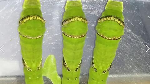 从一颗卵到小毛毛虫 玉带凤蝶幼虫的诞生 哔哩哔哩 Bilibili