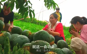 Скачать видео: 胖妹家西瓜丰收，拉满满2大筐，街坊四邻全都尝，鲜甜爆汁吃到爽