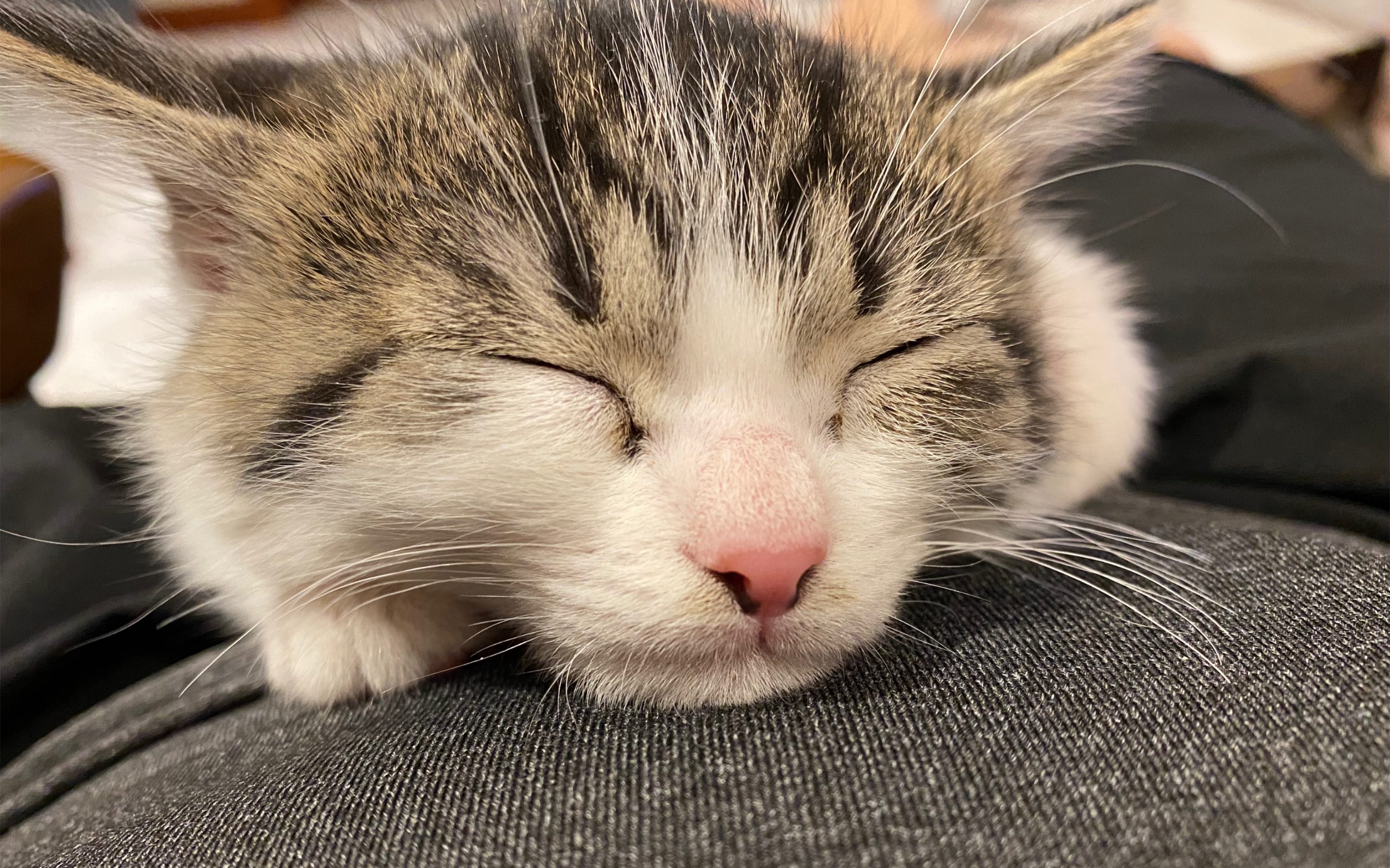 好奇喵的神秘探险