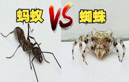 [图]蚂蚁蜘蛛1V1，蜘蛛：我不要面子的？