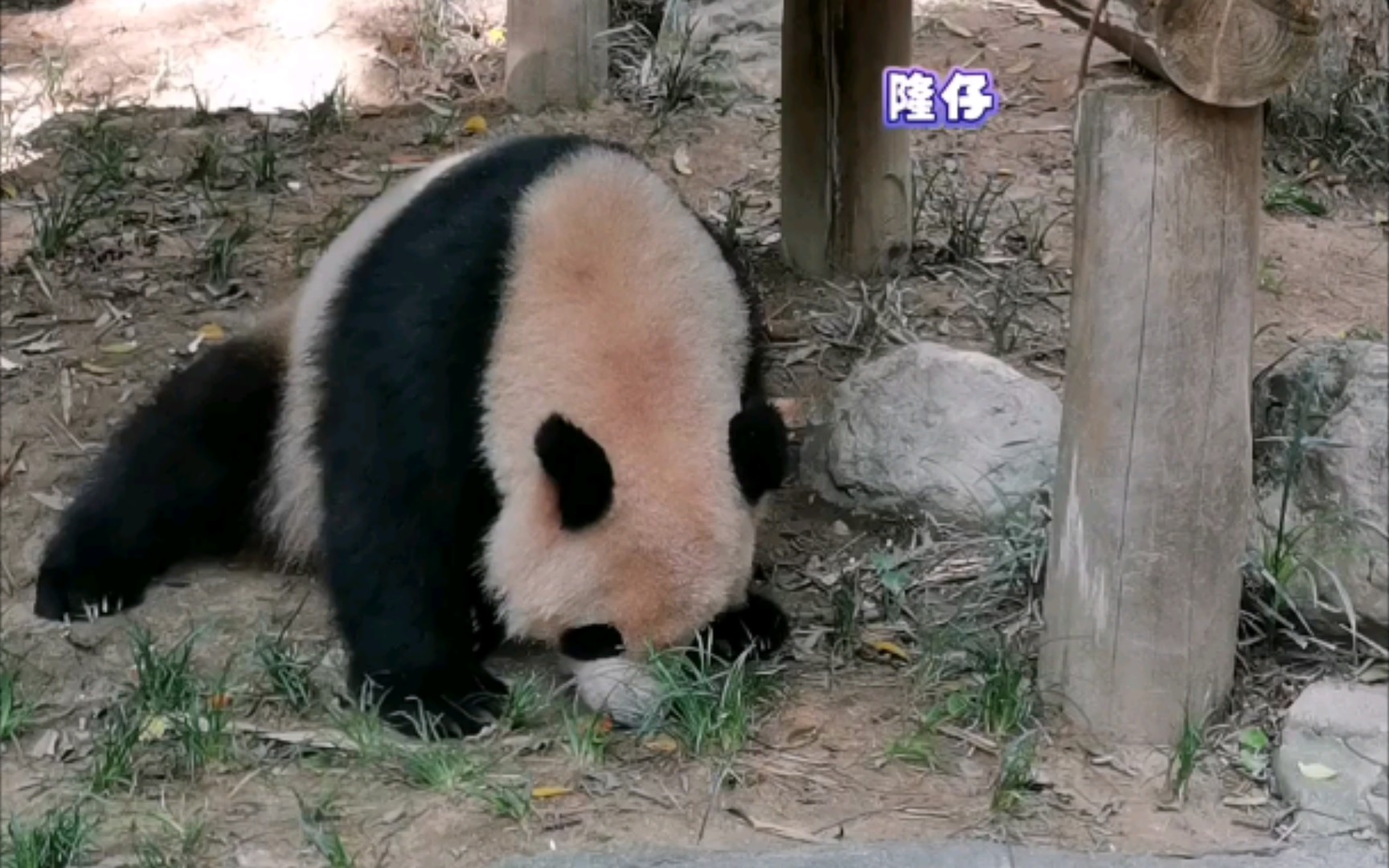 【大熊猫隆仔】好好的蛋糕不吃,吃草了,你咋肥四?_哔哩哔哩_bilibili