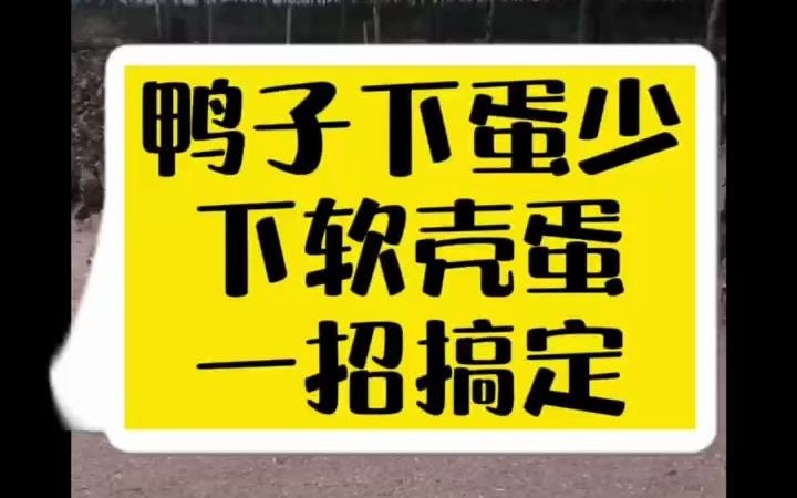 鸭子为什么下软壳蛋鸭子生的蛋壳软怎么办为什么鸭生出蛋壳是软的鸭蛋的壳为什么是软的怎么办鸭子下软蛋怎么回事软壳鸭蛋是什么原因鸭子下软壳蛋,...