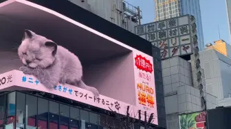 Download Video: 【新宿的猫裸眼3D】超萌小猫和旁边的广告牌互动